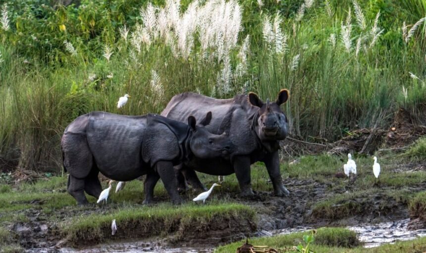 Bardia Jungle Safari